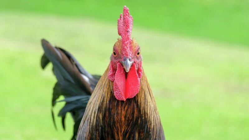 Nằm mơ thấy gà đánh con gì, có ý nghĩa gì?