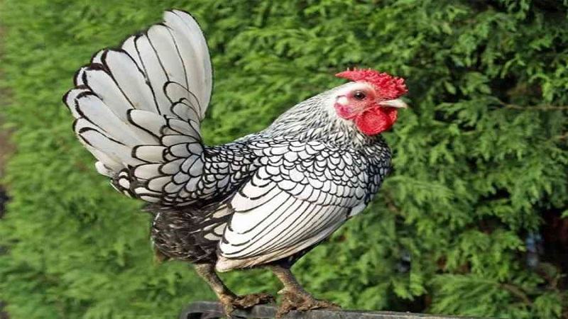 Nhận biết các giống gà đá Mỹ qua cách ra đòn