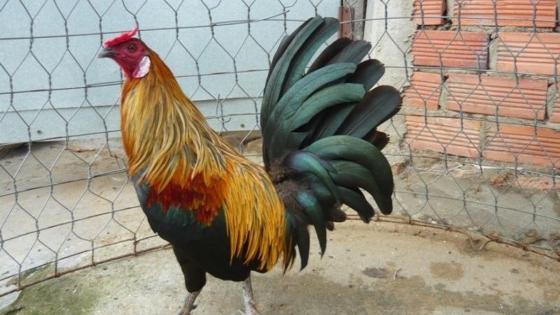 Gà đá Mỹ dòng McLean Hatch