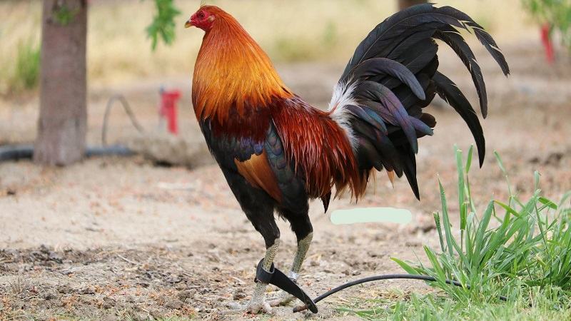 Gà đá Mỹ dòng Sweater