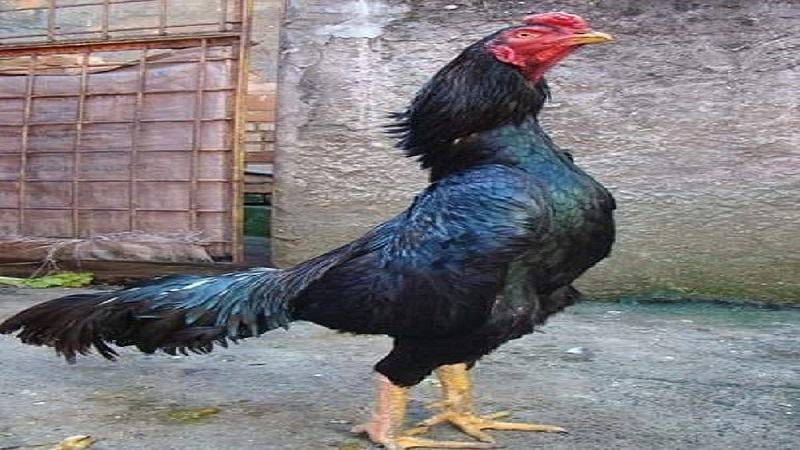 Vài nét chung về các giống gà đá ngoại nhập