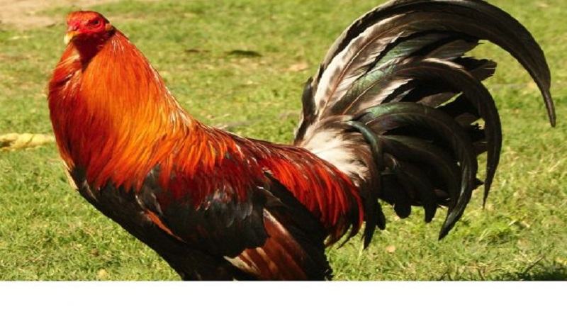 Giống gà ngoại nhập Mỹ Kelso