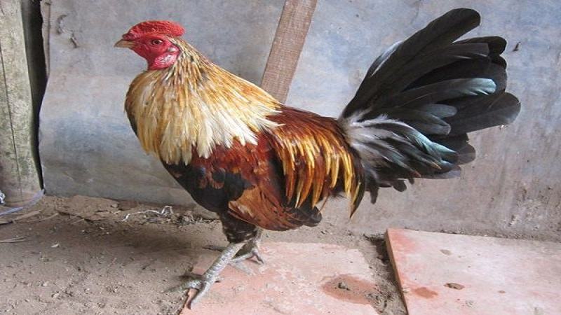 Giống gà đá Asil ngoại nhập hay