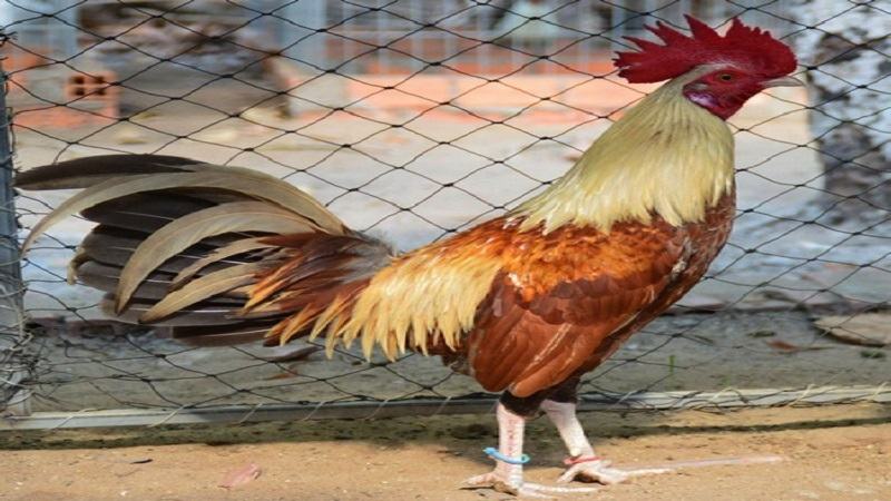 Các giống gà đá ngoại nhập Albany hay