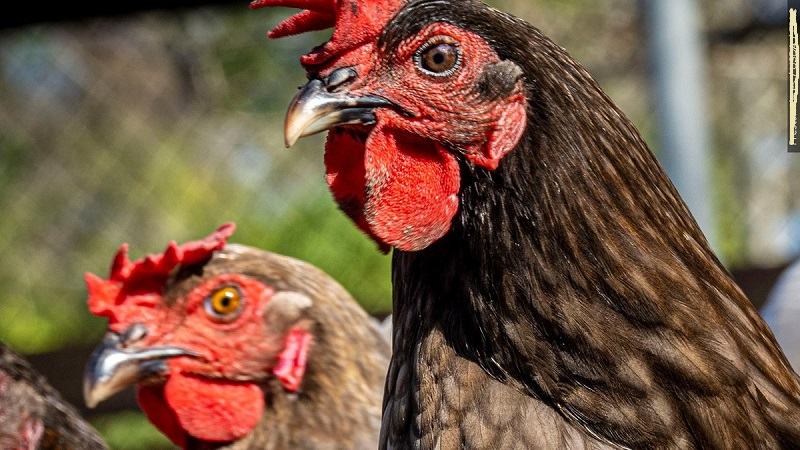 Các giống gà đá trên thế giới hot