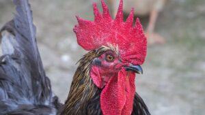 các giống gà đá trên thế giới