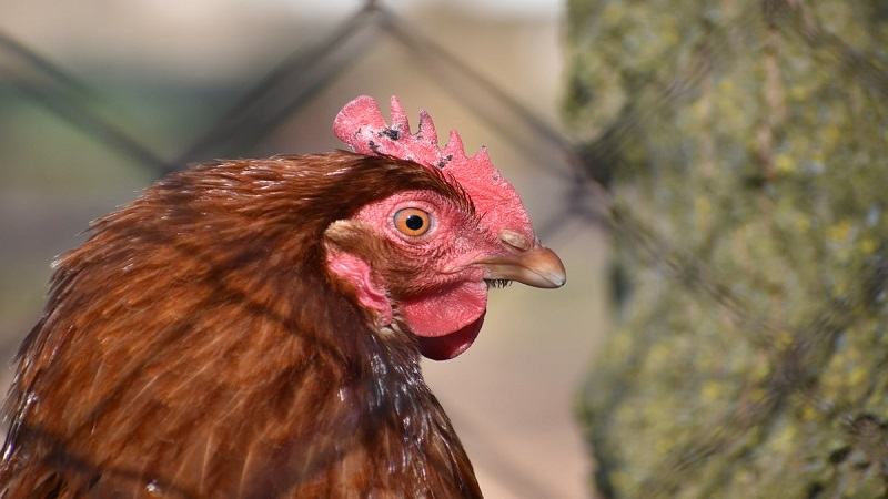 Gà chiến Thái Lan chất lượng