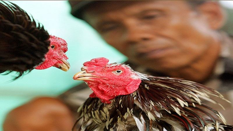 Dòng gà Asil Ezbets68 với nhiều ưu điểm