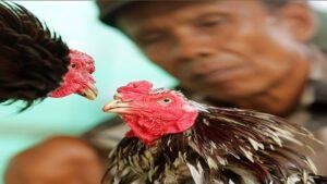 các loại gà đá ở Việt Nam