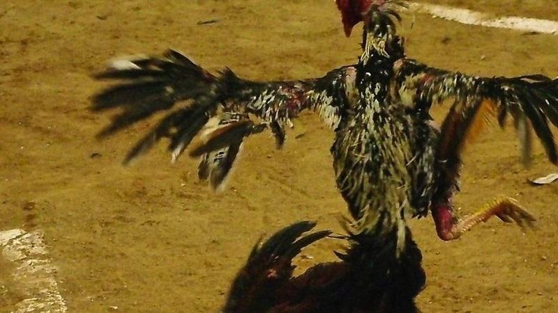 Thế đá quần hai mang tuyệt đẹp