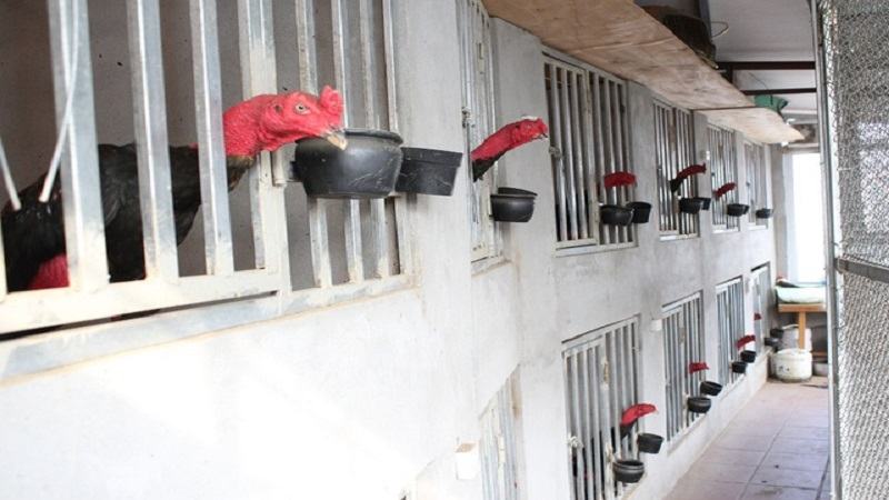 Quy mô xây dựng các trại gà đá Ezbets68