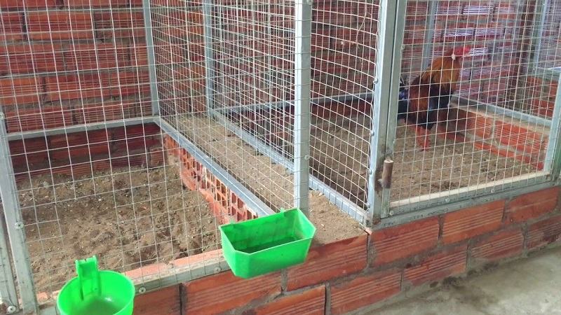 Các trại gà nổi tiếng tại Đồng Nai