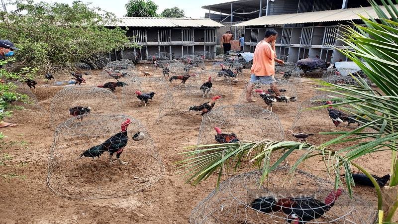 Trại gà chất lượng tại Đồng Nai