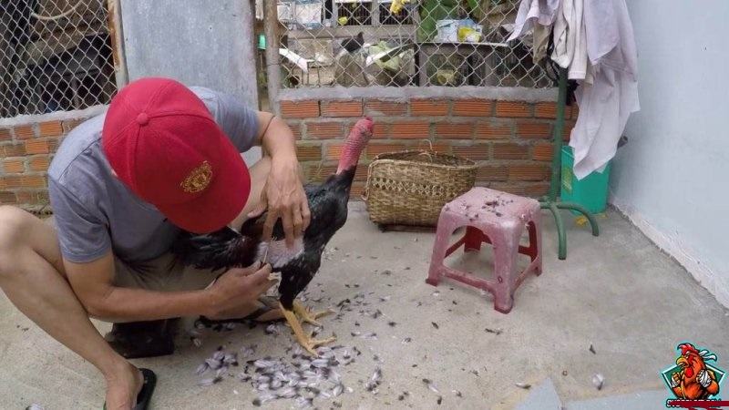 Cách cắt lông gà đá giúp thuận tiện hơn khi chơi