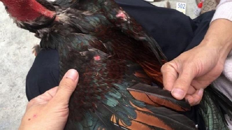 Bất lợi khi không cắt tỉa lông gà thường xuyên