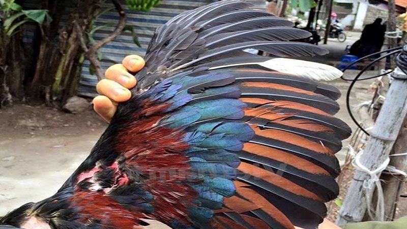 Hướng dẫn cách cắt lông gà tre đá chuẩn xác nhất
