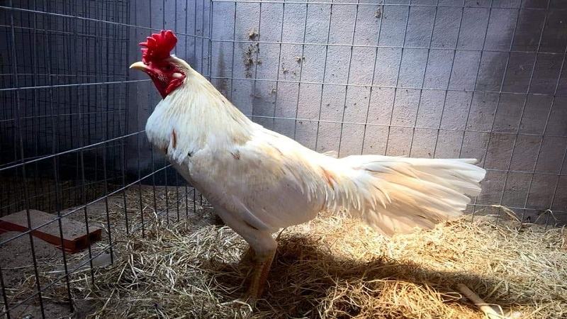 Chọn lựa giống gà tốt