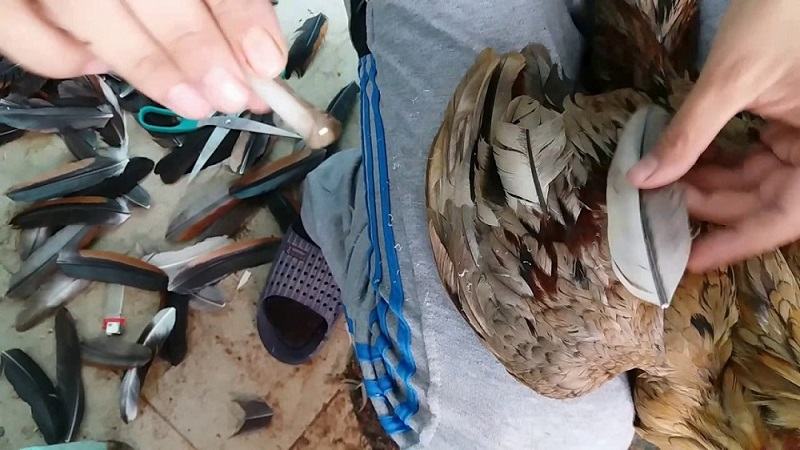 Cách cắt lông gà tre đá phần hông và nách non chi tiết