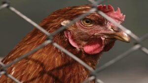 cách cắt lông gà tre đá