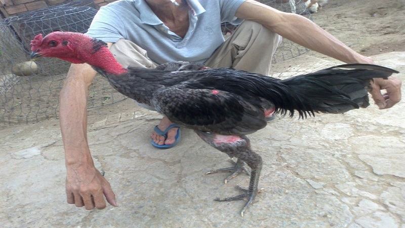 Vì sao tân thủ Ezbets68 nên biết cách cắt tỉa lông gà đá