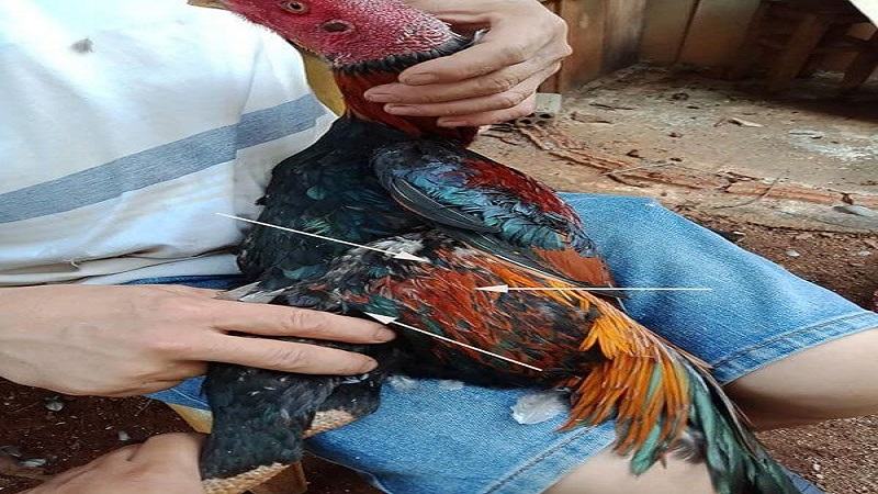 Hướng dẫn cách cắt tỉa lông gà đá cơ bản 