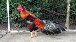 cách cắt tỉa lông gà đá