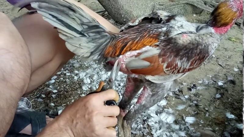 Thời điểm thích hợp để cắt tỉa lông gà