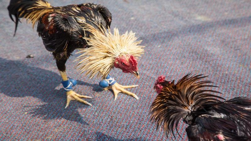 Chế độ ăn uống theo quy trình chuẩn trước khi đá