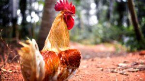 cách chăm sóc gà chọi đá