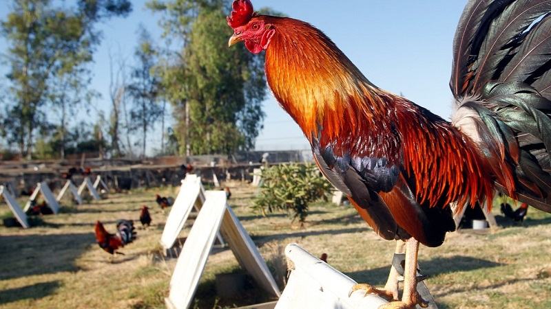 Cách luyện tập cho gà đá có lực