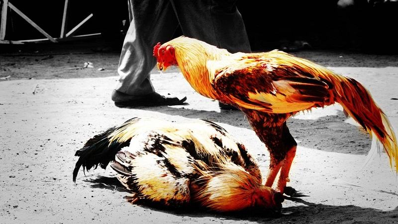 Cách chăm gà đá có lực tiêu chuẩn