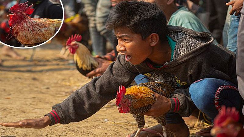 Chế độ tập luyện khoa học cho gà đá