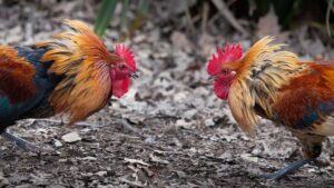 Cách chơi đá gà