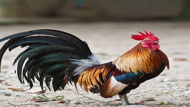 Lưu ý khi chọn gà đá cựa đỉnh