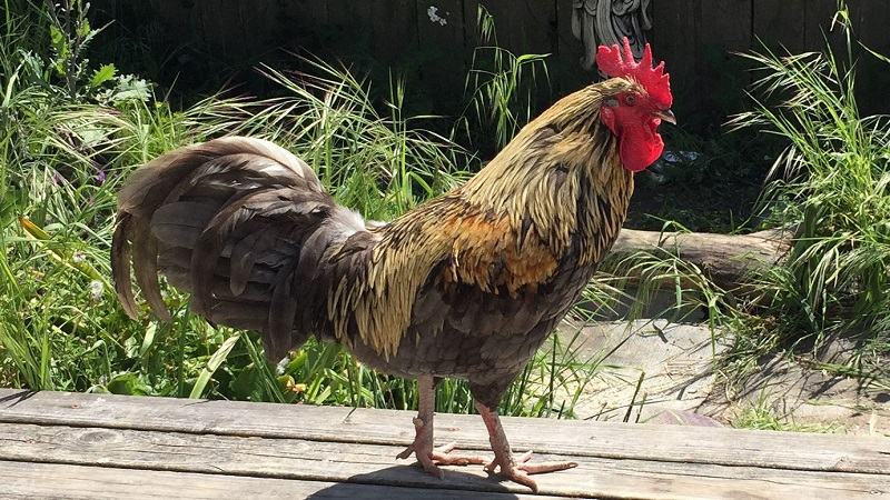 Chọn cựa cho gà đá cực quan trọng