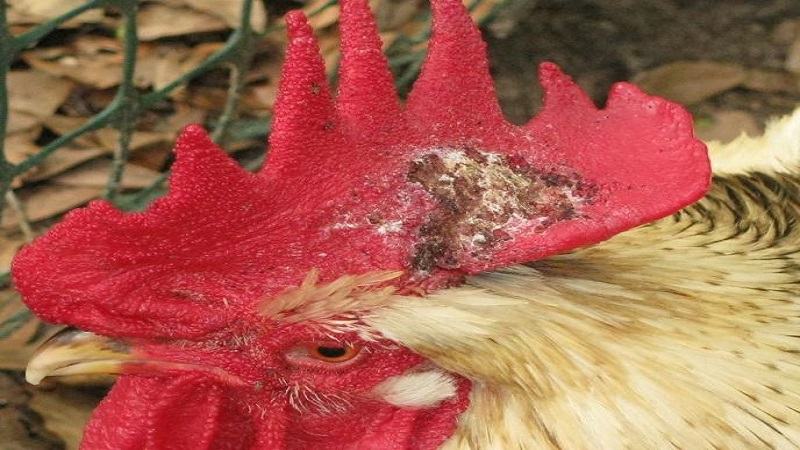 Nguyên nhân gà đá bị lác