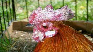 cách điều trị gà đá bị lác