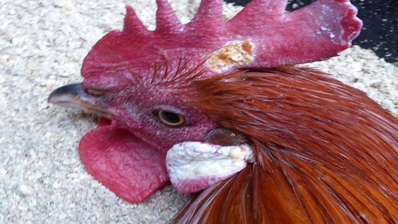 Các cách điều trị gà đá bị lác bằng phương pháp dân gian