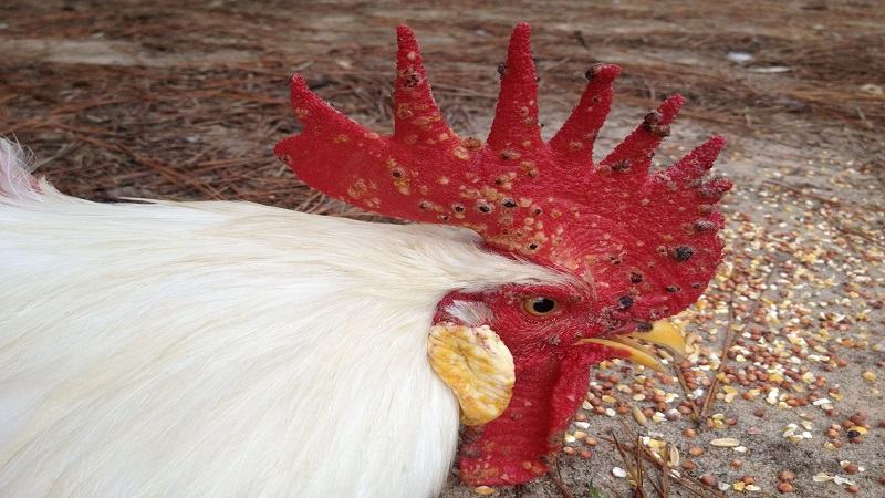 Thuốc Thái điều trị gà bị lác hiệu quả