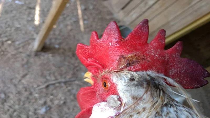 Cách phòng chống bệnh lác ở gà