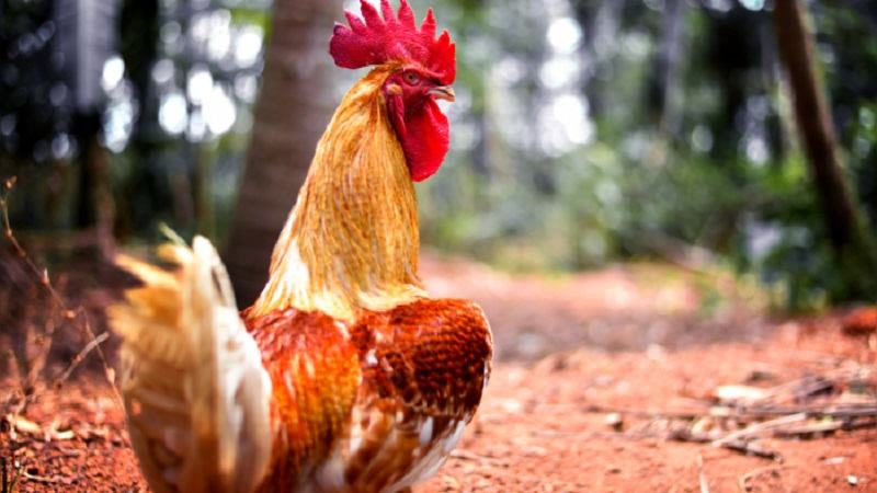 Cách huấn luyện gà chọi đá hay - chạy lồng