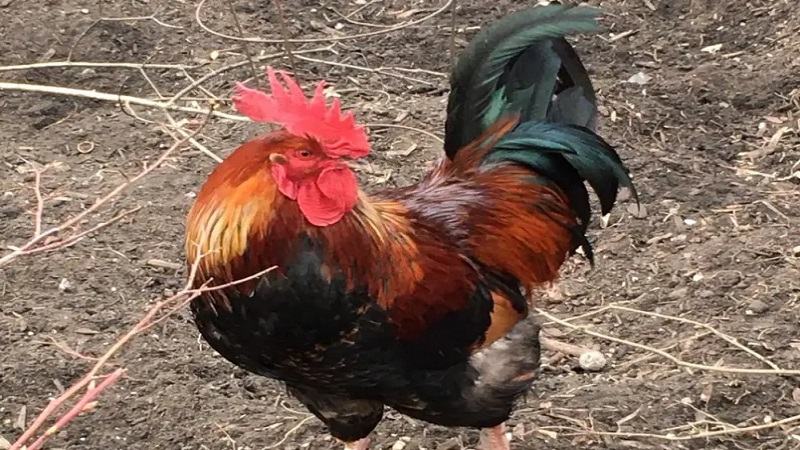 Mách bạn cách huấn luyện gà chọi đá hay - vần hơi