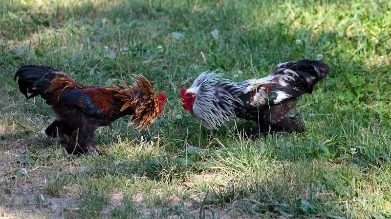 Tham khảo cách nhận biết gà đá hay