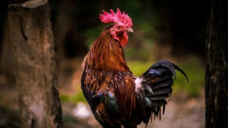 Quan sát chân vảy gà để nhận biết