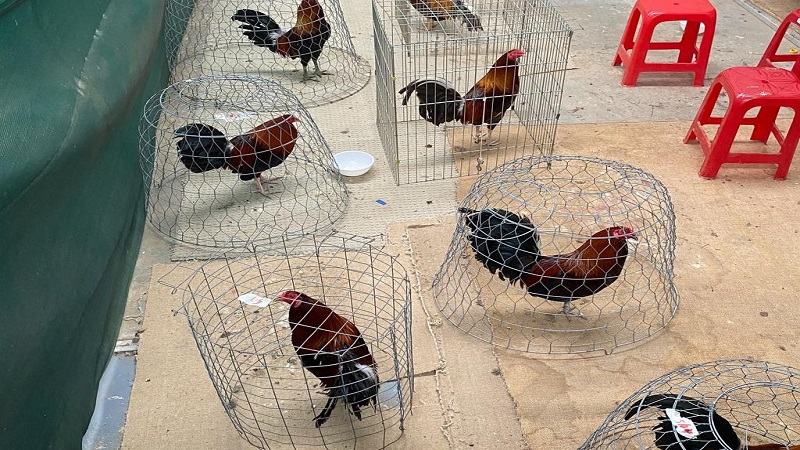 Các trại gà nổi tiếng về uy tín và chất lượng