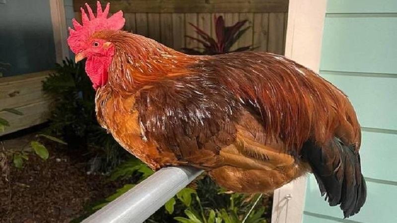 Loại thực phẩm chính cho gà đá