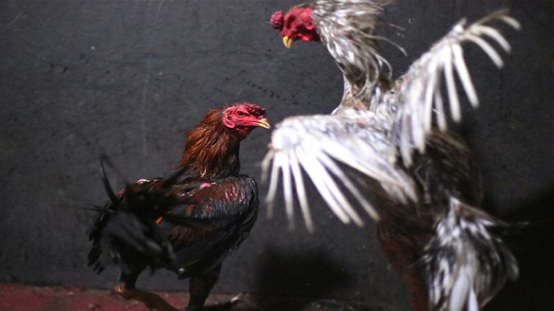 Thức ăn bổ xung cho cách nuôi gà chế độ đá