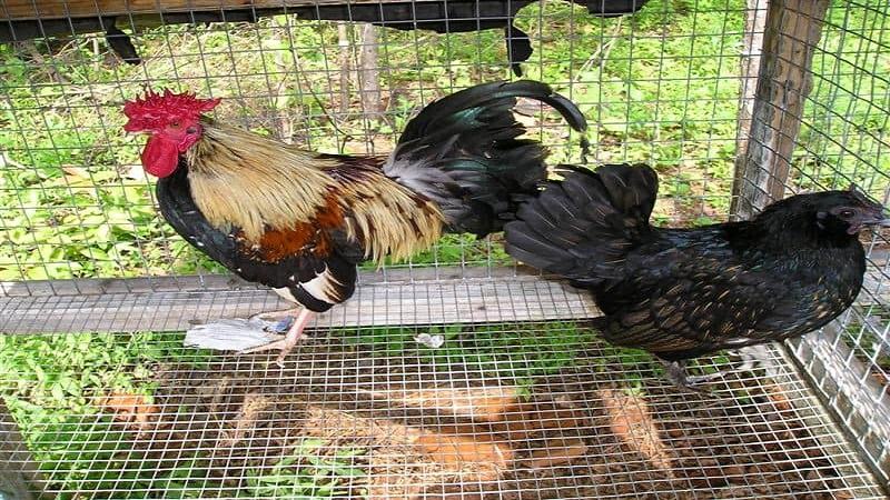 Chế độ tập luyện cho gà chế độ đá