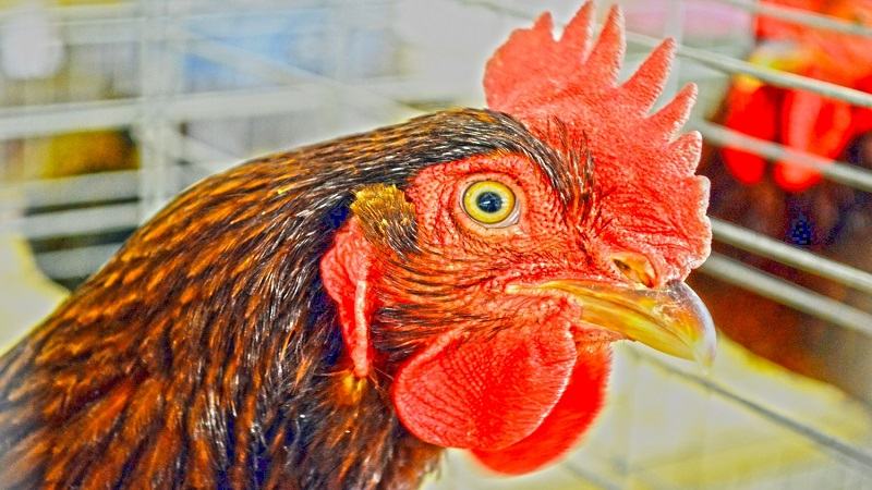 Cách nuôi gà chế độ đá cực hay