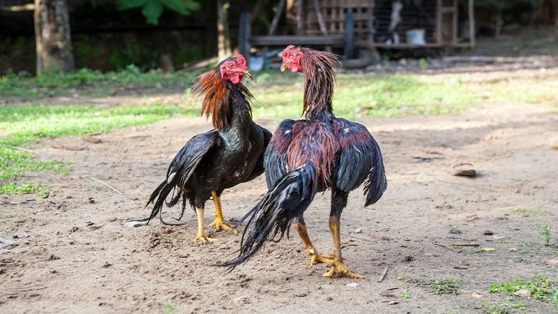 Mách bạn cách nuôi gà đá bóng lông và đều đẹp